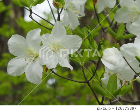 新緑の中のシロヤシオの花と蕾（20250514093249） 126575897