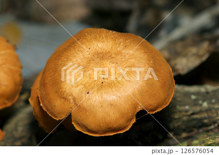 朽木に明るい金茶色のチャツムタケ属キノコ・老菌カサアップ(自然環境下マクロ撮影) 朽木に明るい金茶色のチャツムタケ属キノコ・老菌カサアップ(自然環境下マクロ撮影) 126576054