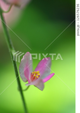 アサヒカズラの花 126576236