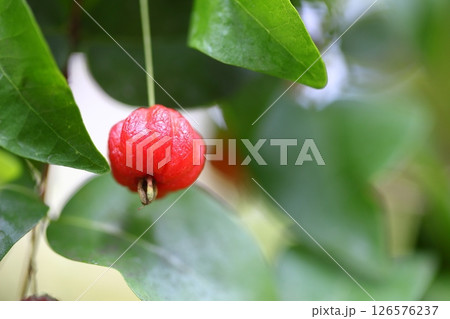 ピタンガの赤い実 126576237