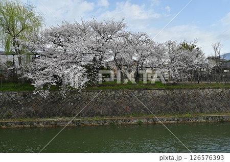 琵琶湖疎水の桜 126576393