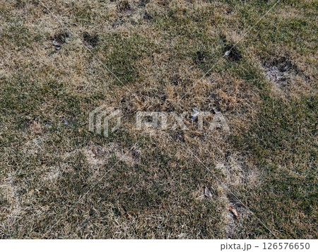 lawn shows signs damage and neglect patchy brown spots and uneven growth in residential yard. lawn shows signs damage and neglect patchy brown spots and uneven growth in residential yard. 126576650