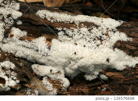 白い雪の結晶のような美しいツノホコリの群体が生えた倒木(自然環境下ストロボマクロ撮影) 白い雪の結晶のような美しいツノホコリの群体が生えた倒木(自然環境下ストロボマクロ撮影) 126576686