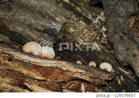 伐採林の朽木の間から顔を出すクリゲノチャビラタケたち(自然環境下菌・キノコ類ストロボマクロ撮影) 伐採林の朽木の間から顔を出すクリゲノチャビラタケたち(自然環境下菌・キノコ類ストロボマクロ撮影) 126576687