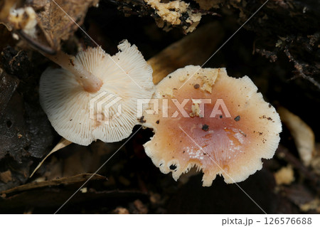 アカキツネガサ茸のカサとヒダ側両面を並べた写真(自然光+ストロボマクロ撮影) アカキツネガサ茸のカサとヒダ側両面を並べた写真(自然光+ストロボマクロ撮影) 126576688