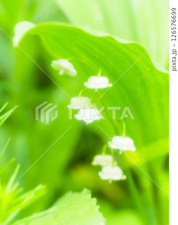 淡い光に包まれる阿蘇のスズランの花 126576699