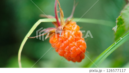 Wild raspberry in high altitude forest 126577117