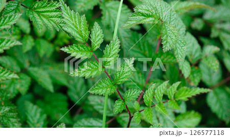 Wild raspberry plants in high altitude forest 126577118