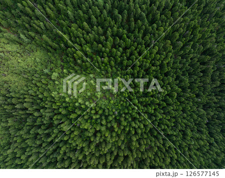Aerial view of beautiful high altitude forest grassland mountain landscape 126577145