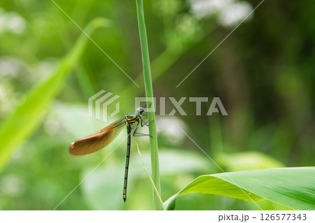 二ホンカワトンボ 126577343