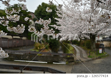 哲学の道　桜 126577414