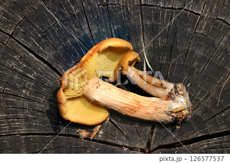朽木に群生する明るい山吹色のチャツムタケ属成菌キノコの柄とカサ裏ヒダデザイン(自然環境下マクロ撮影) 朽木に群生する明るい山吹色のチャツムタケ属成菌キノコの柄とカサ裏ヒダデザイン(自然環境下マクロ撮影) 126577537