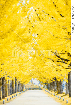 ＜学びの森＞イチョウ並木 126577555