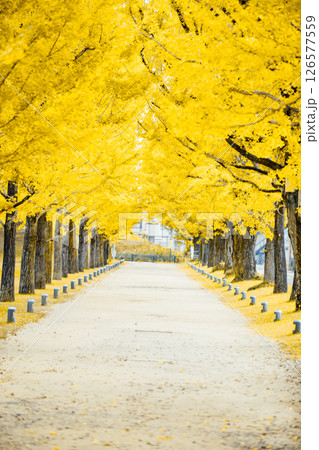 <学びの森>イチョウ並木 <学びの森>イチョウ並木 126577559