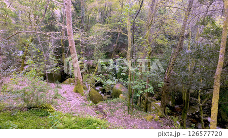 Sunlight filters through dense trees onto a rocky path beside a levada in Felgueiras 126577720