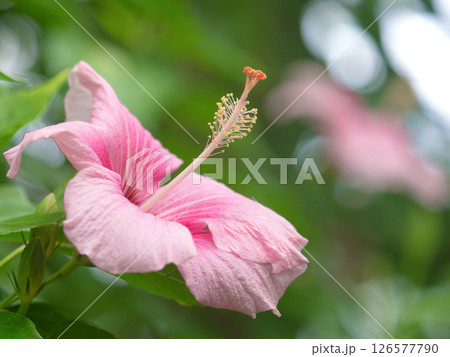 ハイビスカスの花  126577790