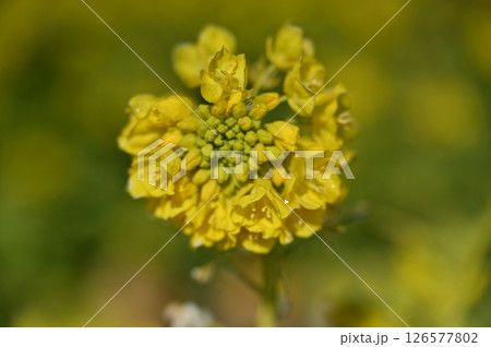 第一なぎさ公園　菜の花畑 126577802