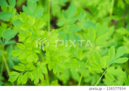 野草の新芽 126577934