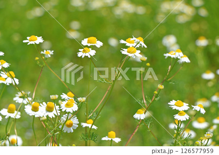 カモミールの花 カモミールの花 126577959