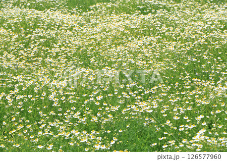 満開のカモミール畑 126577960