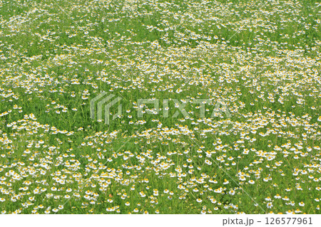 満開のカモミール畑 126577961