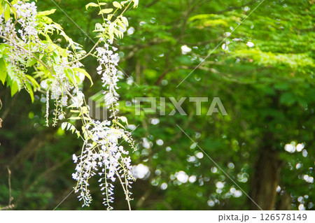 新緑の森 新緑の森 126578149
