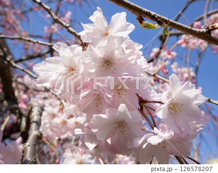 シダレザクラの花 シダレザクラの花 126578207