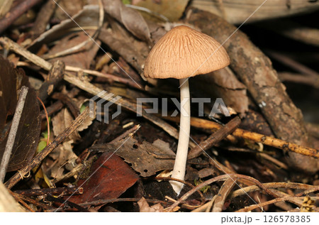 カサの表面シワ柄が特徴的な黄土色のナヨタケ属茸側面全体画像（自然環境下ストロボマクロ撮影） 126578385