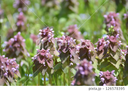 春の野に咲くヒメオドリコソウ 126578395