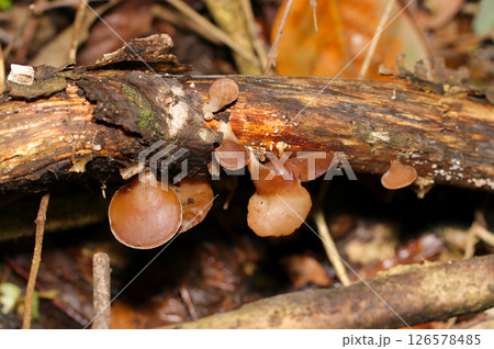円形小皿のような赤茶色のキクラゲ属茸の幼菌群（自然光+ストロボマクロ撮影） 126578485
