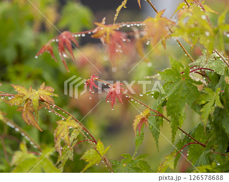 雨に濡れた公園の楓 126578688