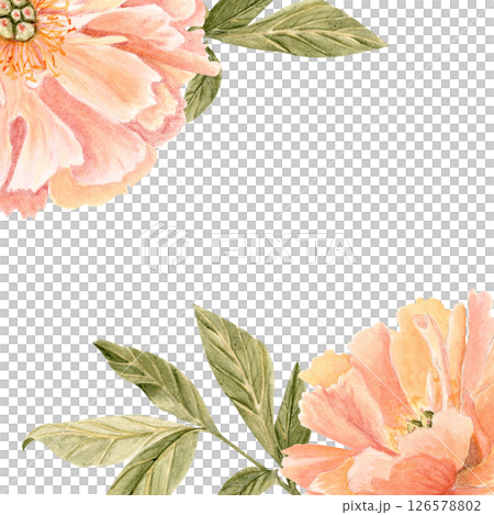 Corner composition with soft coral peonies leaves isolated on white, painted in watercolor, ideal for wedding invitations, RSVP cards, branding, packaging, elegant stationery for romantic businesses 126578802