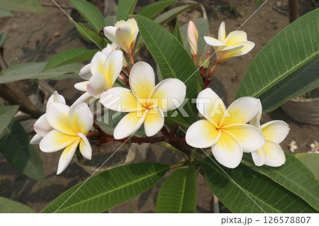 frangipani flower plant on farm frangipani flower plant on farm 126578807