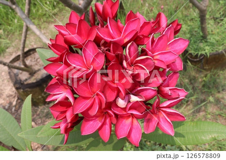 frangipani flower plant on farm 126578809