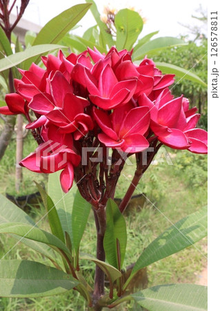 frangipani flower plant on farm 126578811