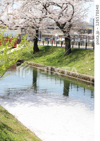 大口町　桜まつり　五条川　桜並木 126578840