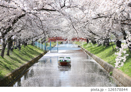 大口町 桜まつり 五条川 桜並木 大口町 桜まつり 五条川 桜並木 126578844