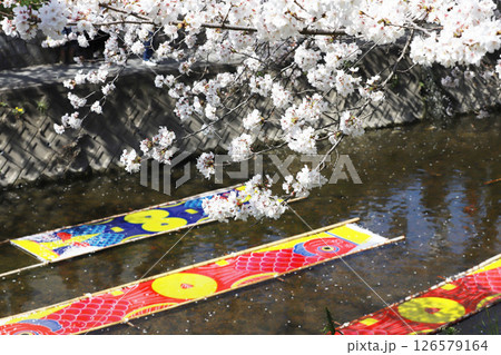 桜 岩倉市 桜まつり 五条川 愛知県 桜 岩倉市 桜まつり 五条川 愛知県 126579164