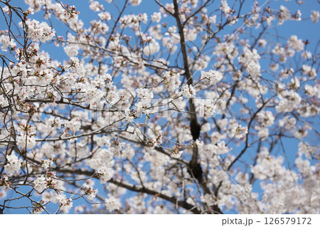 桜 岩倉市 桜まつり 五条川 愛知県 桜 岩倉市 桜まつり 五条川 愛知県 126579172