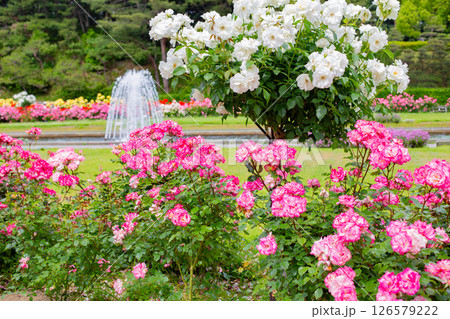 神戸市の須磨離宮公園にある庭園の満開のバラと噴水 神戸市の須磨離宮公園にある庭園の満開のバラと噴水 126579222