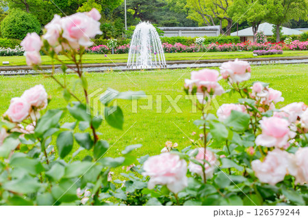 神戸市の須磨離宮公園にある庭園の満開のバラと噴水 神戸市の須磨離宮公園にある庭園の満開のバラと噴水 126579244