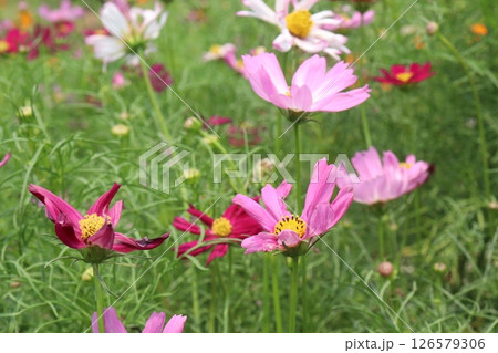 multiple colored garden cosmos flower 126579306