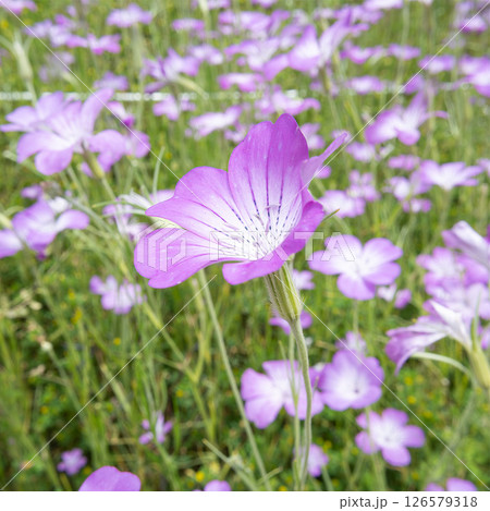 花写真ムギセンノウ 花写真ムギセンノウ 126579318