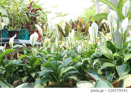 Spathiphyllum kochii flower plant on nursery Spathiphyllum kochii flower plant on nursery 126579341