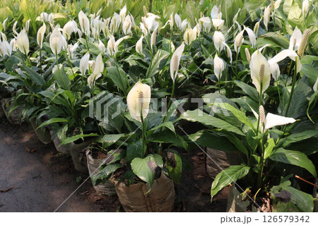 Spathiphyllum kochii flower plant on nursery Spathiphyllum kochii flower plant on nursery 126579342