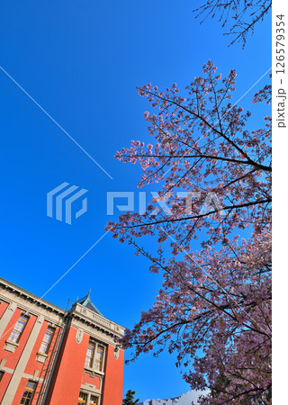 《愛知県》春の名古屋市市政資料館と満開の桜 《愛知県》春の名古屋市市政資料館と満開の桜 126579354
