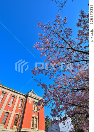 《愛知県》春の名古屋市市政資料館と満開の桜 《愛知県》春の名古屋市市政資料館と満開の桜 126579355