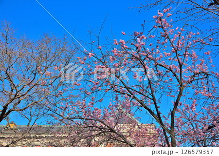 《愛知県》春の名古屋市市政資料館と満開の桜 《愛知県》春の名古屋市市政資料館と満開の桜 126579357