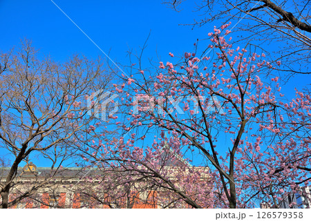 《愛知県》春の名古屋市市政資料館と満開の桜 126579358