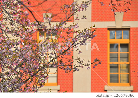 《愛知県》春の名古屋市市政資料館と満開の桜 126579360
